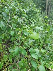 Plum-leaved Crabapple (Malus prunifolia)