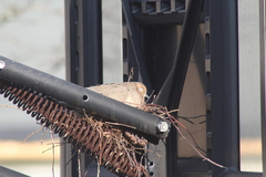 Zenaida macroura carolinensis