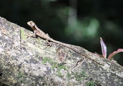 Enyalius iheringii
