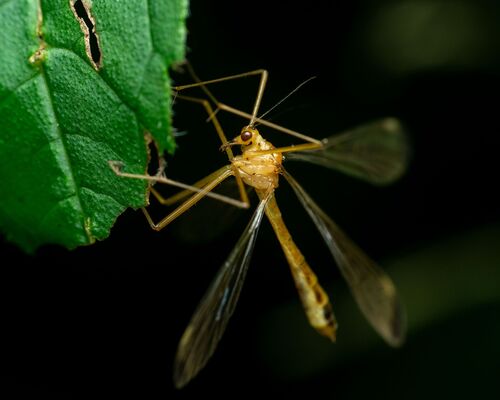Black-tipped Hangingfly photo 3