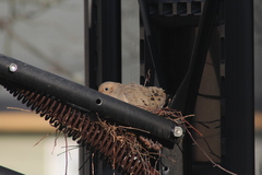 Zenaida macroura carolinensis