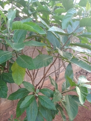 Gymnanthemum amygdalinum image