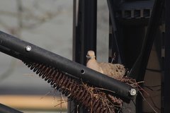 Zenaida macroura carolinensis