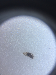 Bactericera maculipennis