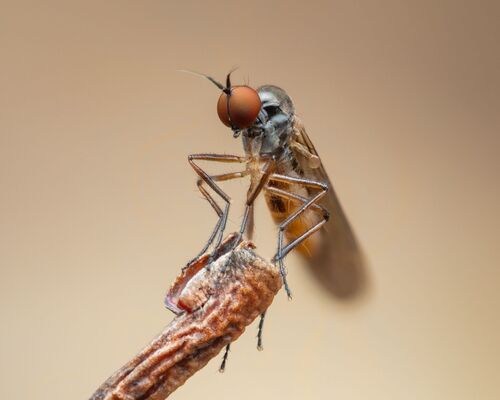 Leptopeza antennalis