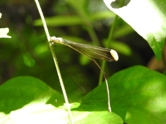 Mecistogaster ornata