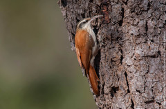 Lepidocolaptes angustirostris