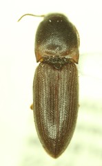 Agriotes opaculus