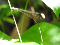 Mecistogaster ornata