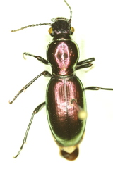 Zacotus matthewsii