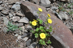 Potentilla asperrima