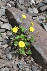 Potentilla asperrima