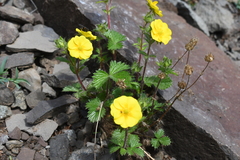 Potentilla asperrima