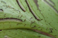 Asplenium lepidotum