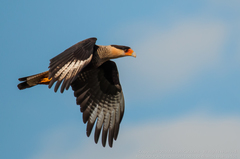 Caracara plancus