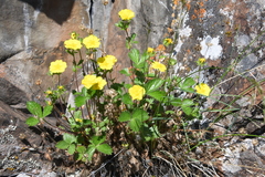 Potentilla asperrima