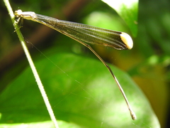 Mecistogaster ornata