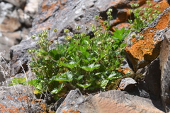 Potentilla asperrima