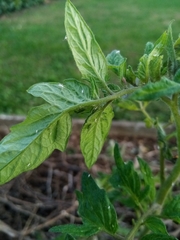 Aphidina