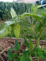 Aphidina