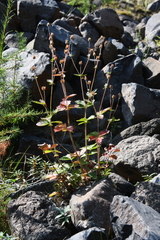 Drymocallis inquinans