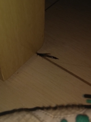 Lymexylidae
