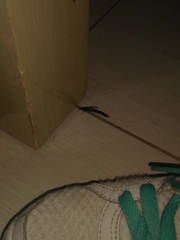 Lymexylidae