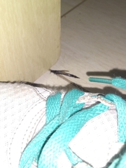 Lymexylidae