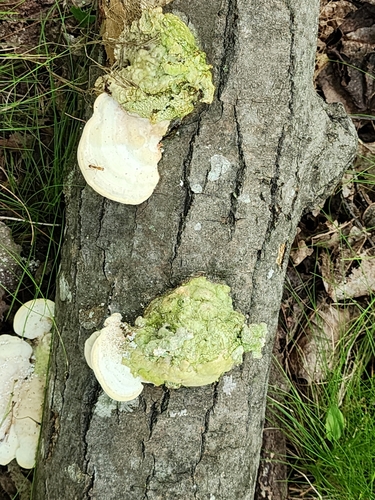 Lumpy Bracket