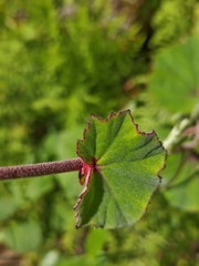 (c) Guillermo Huerta Ramos, some rights reserved (CC BY) Begonia balmisiana, photograph (c) Guillermo Huerta Ramos, some rights reserved (CC BY)