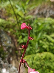(c) Guillermo Huerta Ramos, some rights reserved (CC BY) Begonia balmisiana, photograph (c) Guillermo Huerta Ramos, some rights reserved (CC BY)