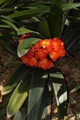 Clivia miniata miniata