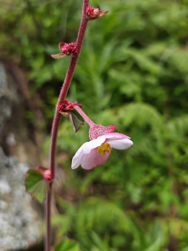 Begonia balmisiana