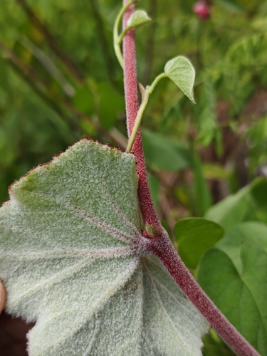 Begonia balmisiana, photograph 4