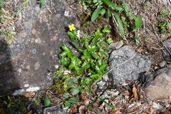 Potentilla gelida