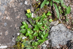 Potentilla gelida