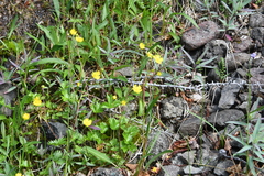 Potentilla gelida