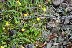Potentilla gelida