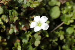 Oxalis magellanica