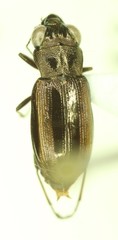 Notiophilus sylvaticus