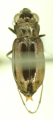 Notiophilus sylvaticus
