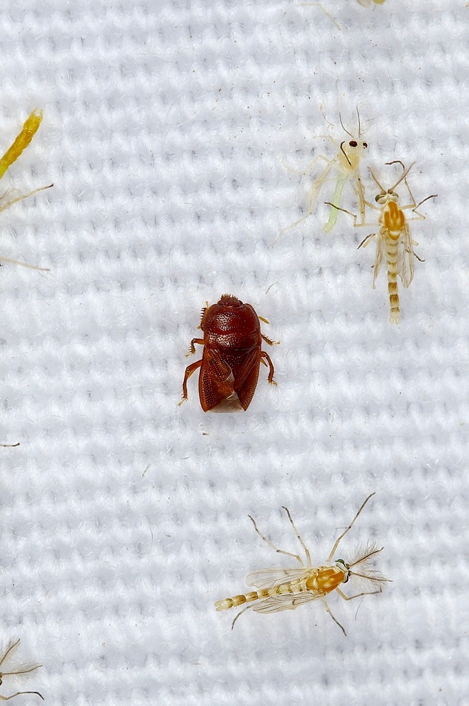 Amnestus pusillus