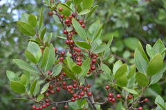 Rhamnus alaternus