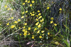 Potentilla gelida