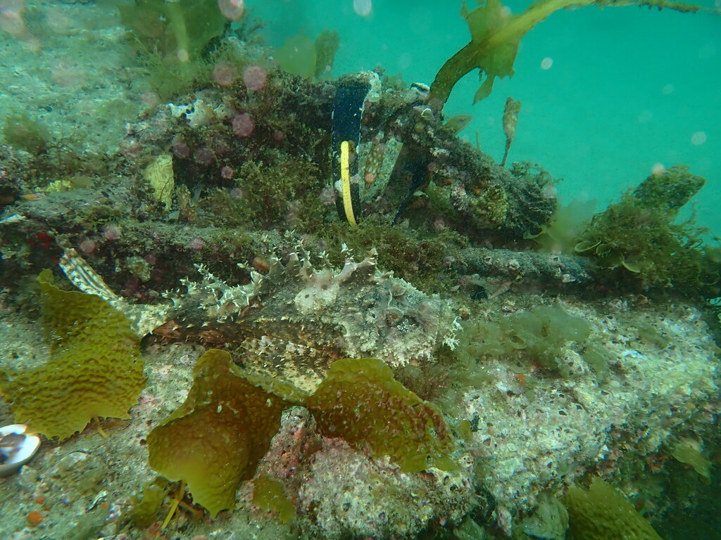 Scorpionfish (Inimicus japonicus) — Synanceiidae