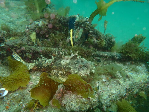 Scorpionfish (Inimicus japonicus) — Synanceiidae