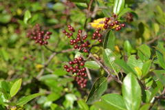 Rhamnus alaternus