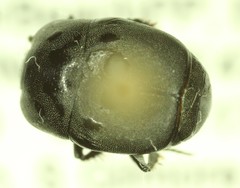 Hypocaccus estriatus