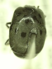 Hypocaccus estriatus