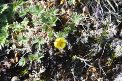 Potentilla hyparctica